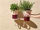 Wall planter holder Mimosa in Outdoor